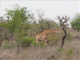 Hluhluwe-Umfolozi Park